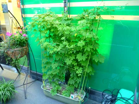 今日も元気に 今日も元気に